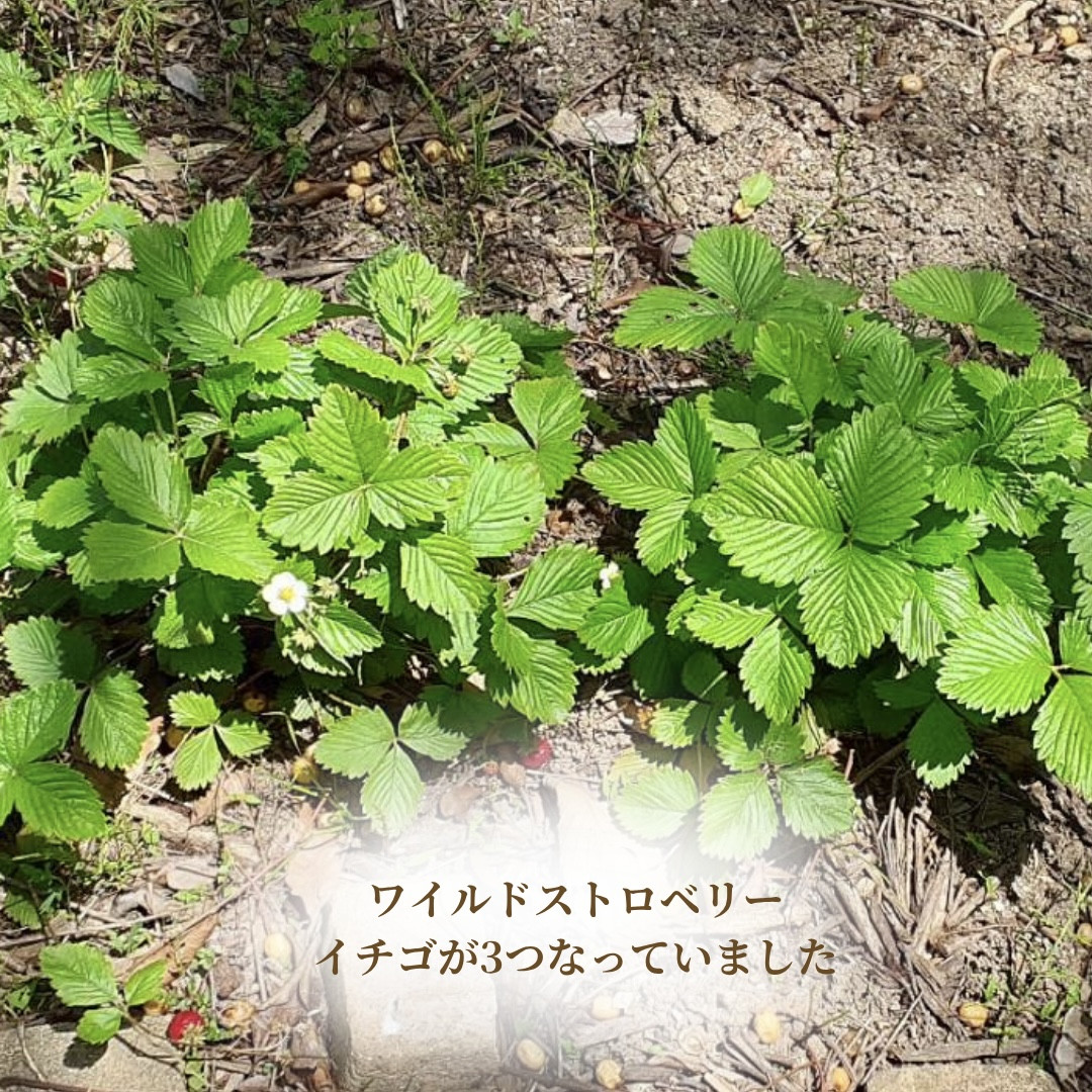 ワイルドストロベリー