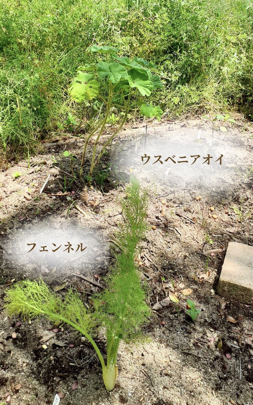 ウスベニアオイの様子