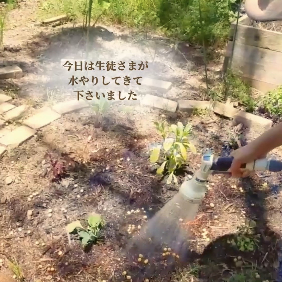 マリアリーフガーデンの水やりレポ