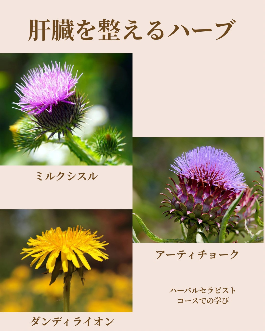 代謝と肝臓を助けるメディカルハーブ