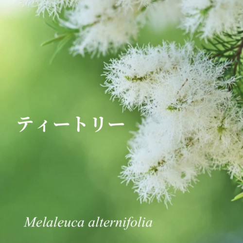 【ガーデン日記】満開のティートリーとふわふわの樹皮｜糸島マリアリーフガーデン