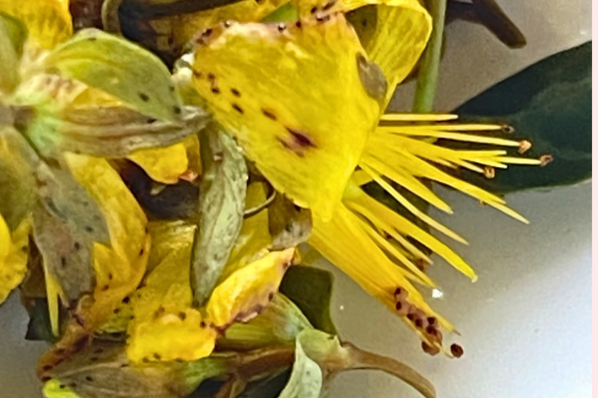 セントジョンズワートの花とヒペリシン