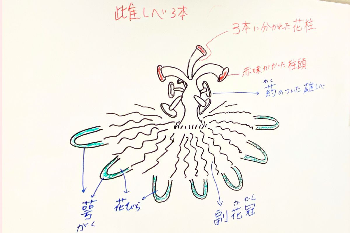 パッションフラワーの花の構造解説