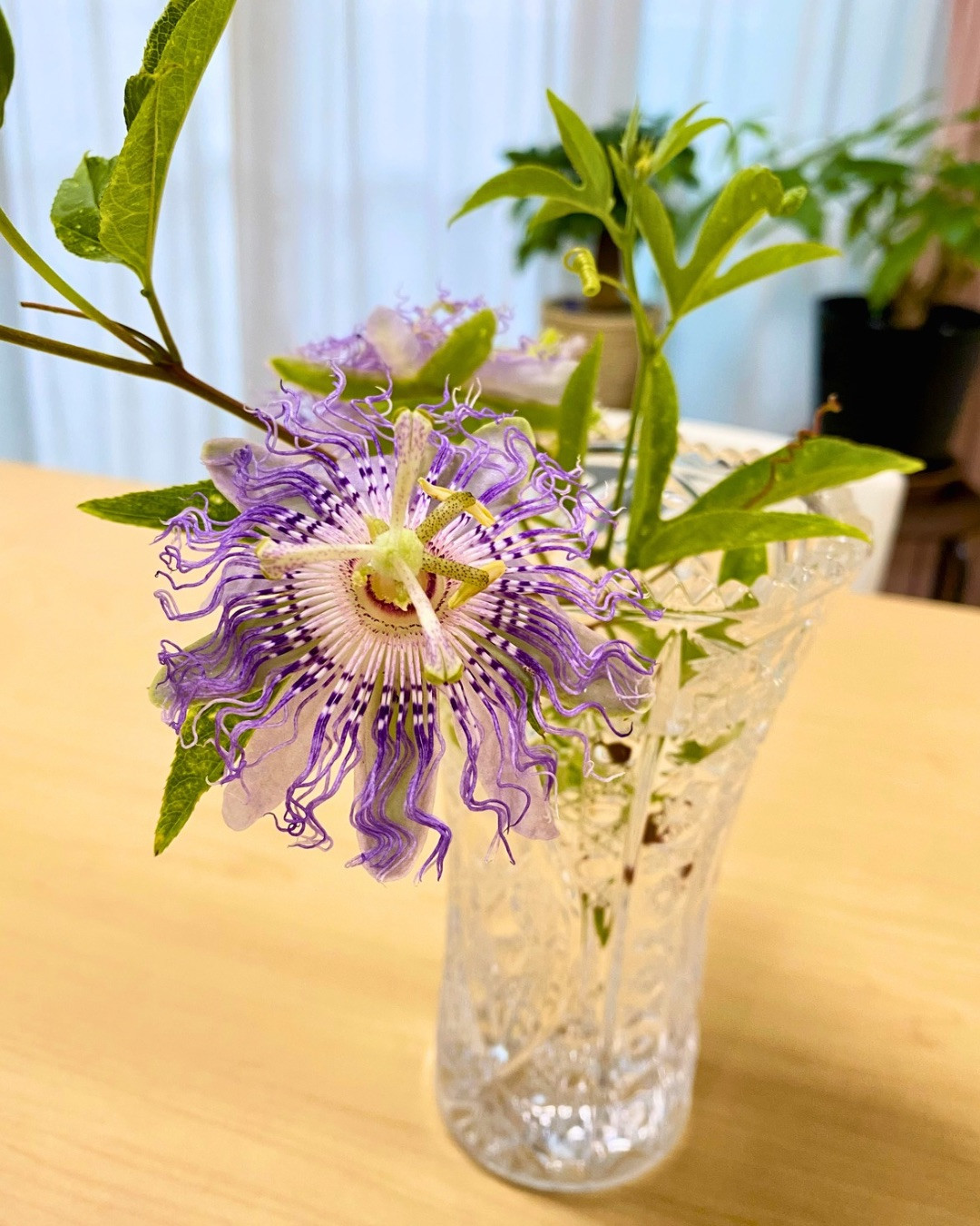 パッションフラワーの花