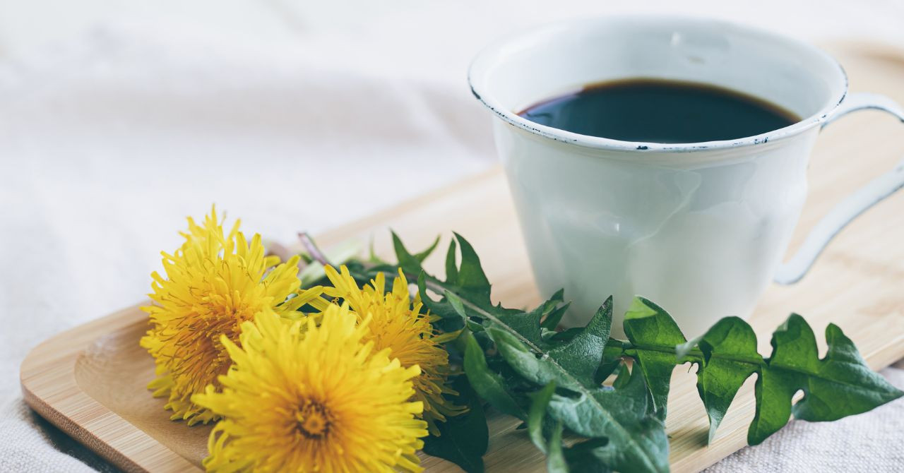 私が毎日飲んでいるたんぽぽコーヒー 植物のある暮らし 入江泰子 コラム