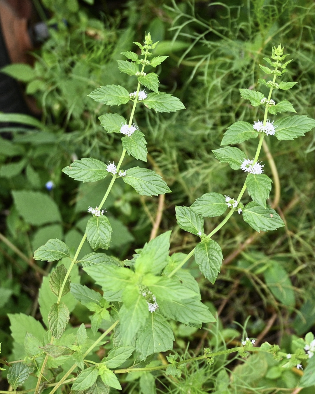 日本のハーブ 和ハッカの植物