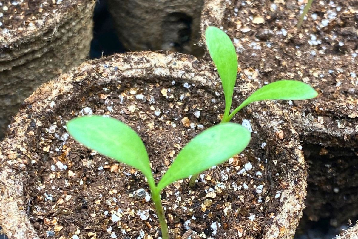発芽したカレンデュラの苗