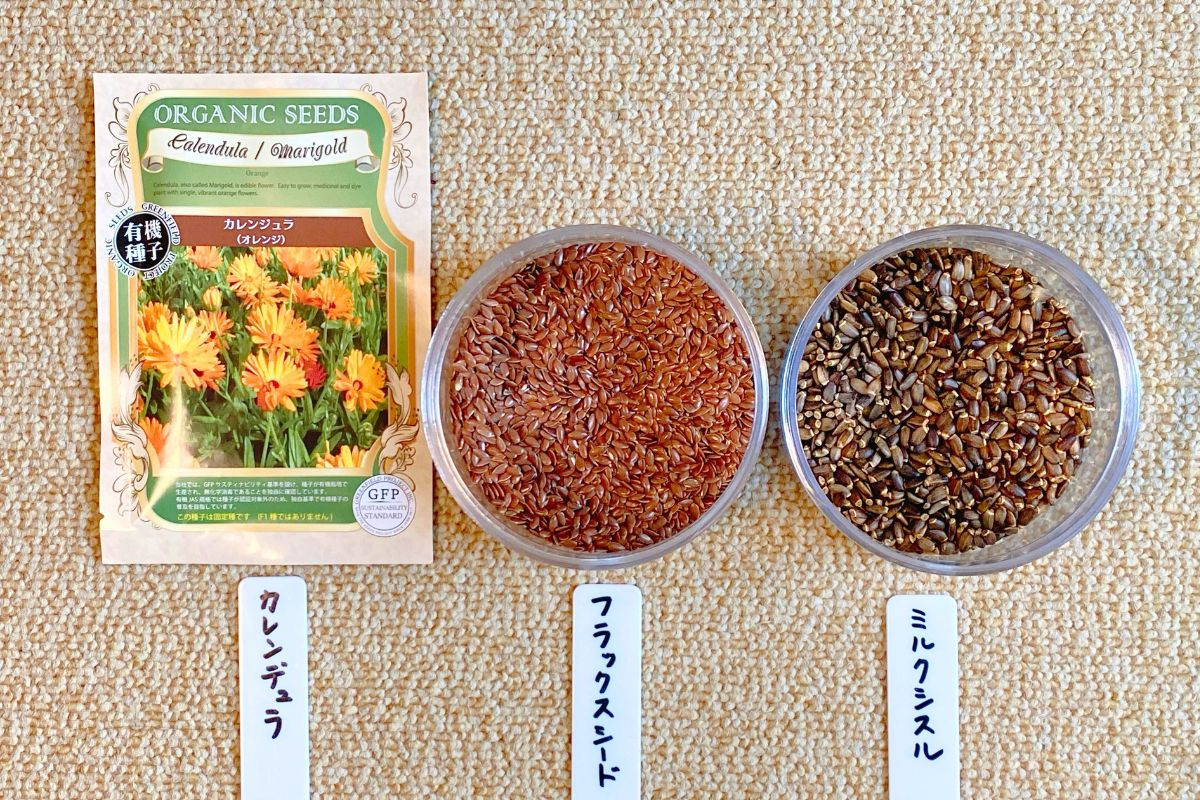 ジフィーポットに植えたハーブの種