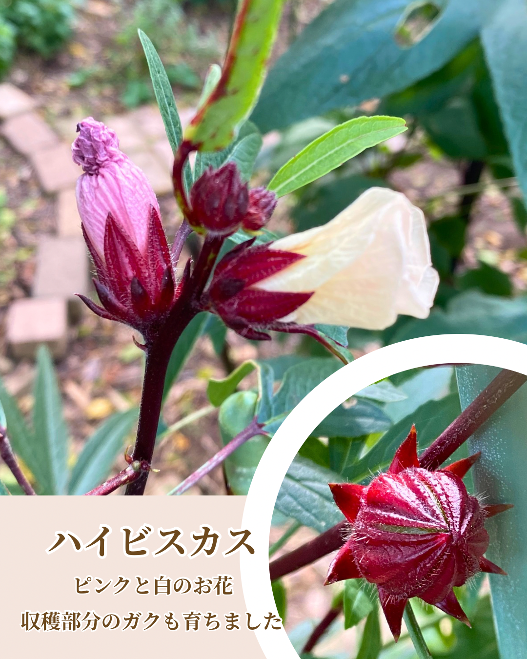 青紫色のバタフライピーと収穫の様子