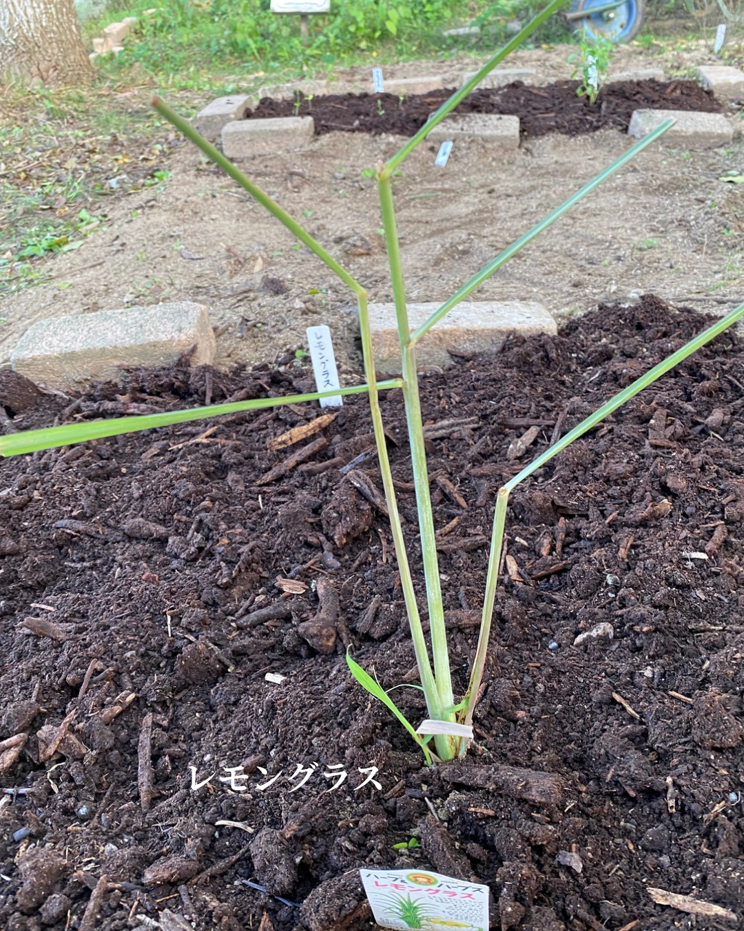種から育てた苗の植え付け