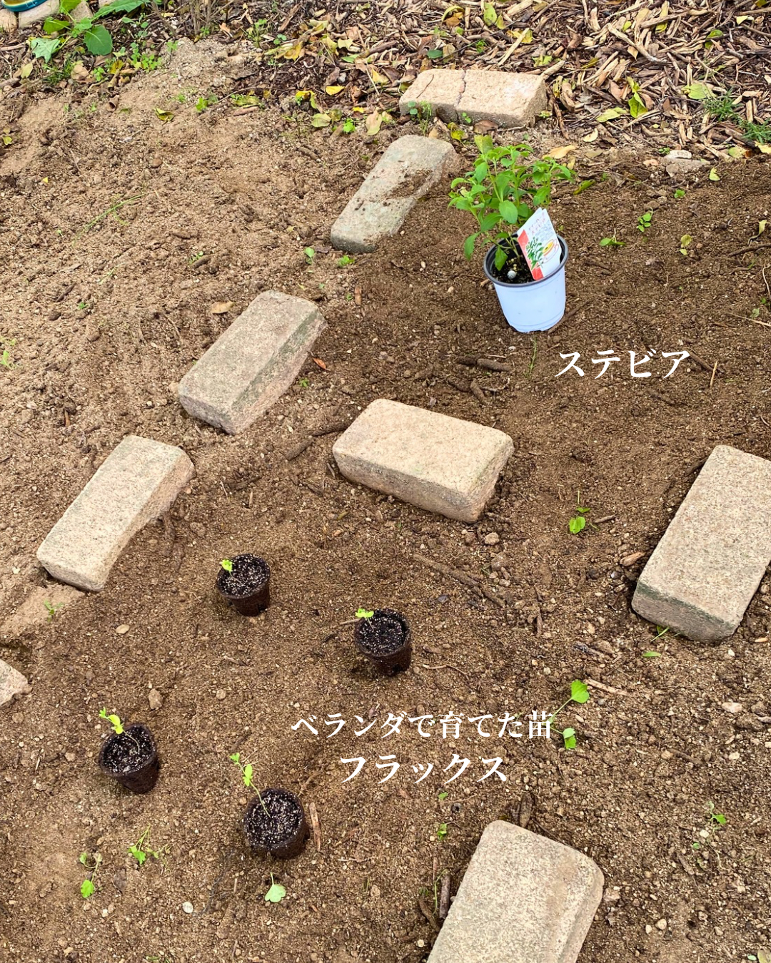 ガーデンに植え付けた苗