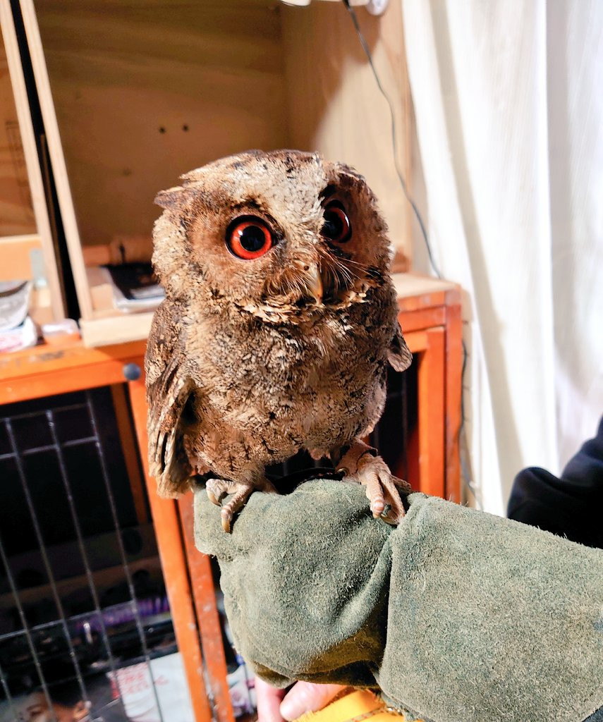 ルソンオオコノハズク ふくろうの集うカフェ Quill カフェクイル フクロウ販売