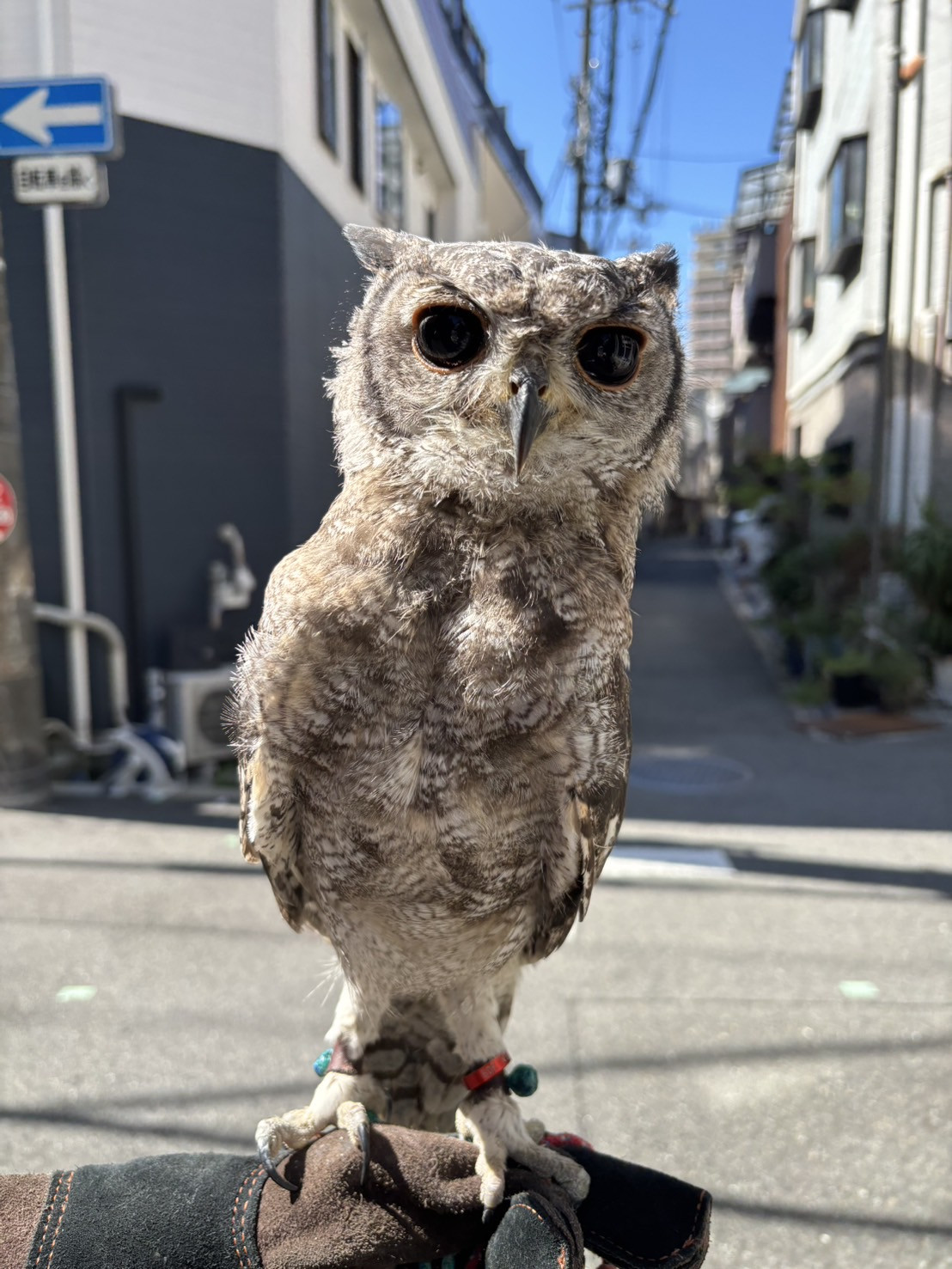 速報❗️お散歩懇談会😄11月10日(日)