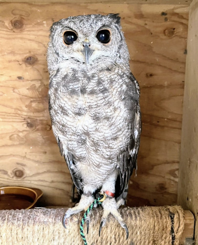 お迎えしたいフクロウさんはいませんか？😄