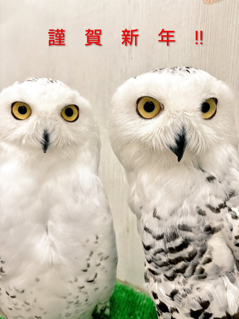 謹賀新年❗️