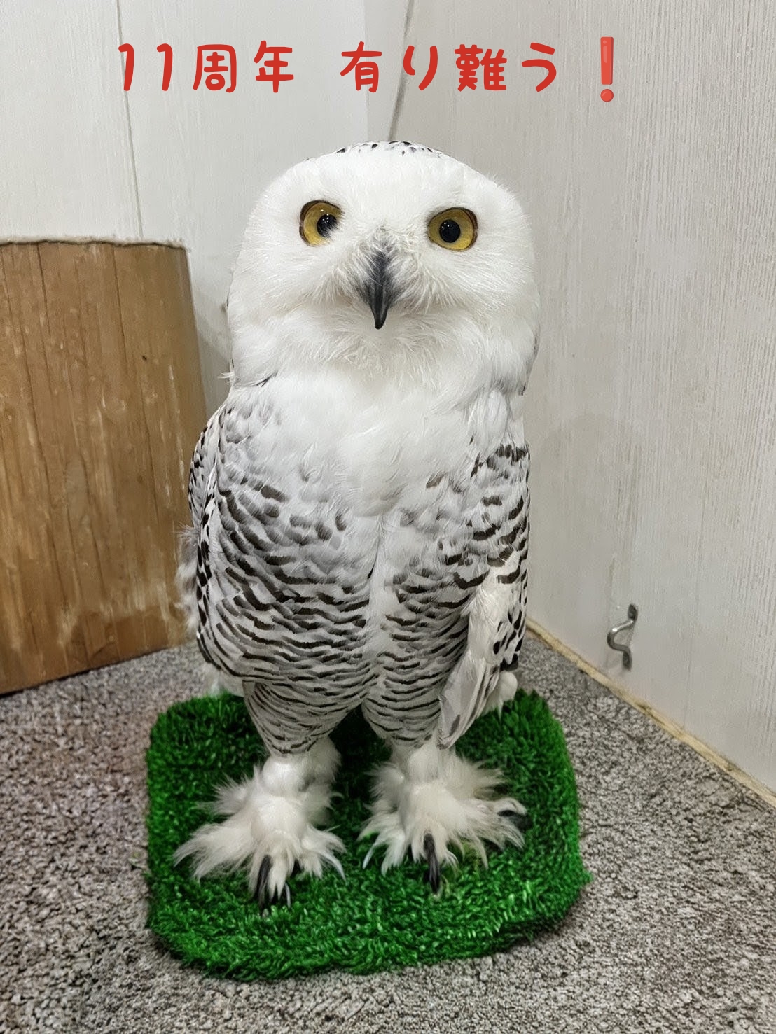 🎉【ふくろうの集うカフェQuillは11周年を迎えます】🦉✨