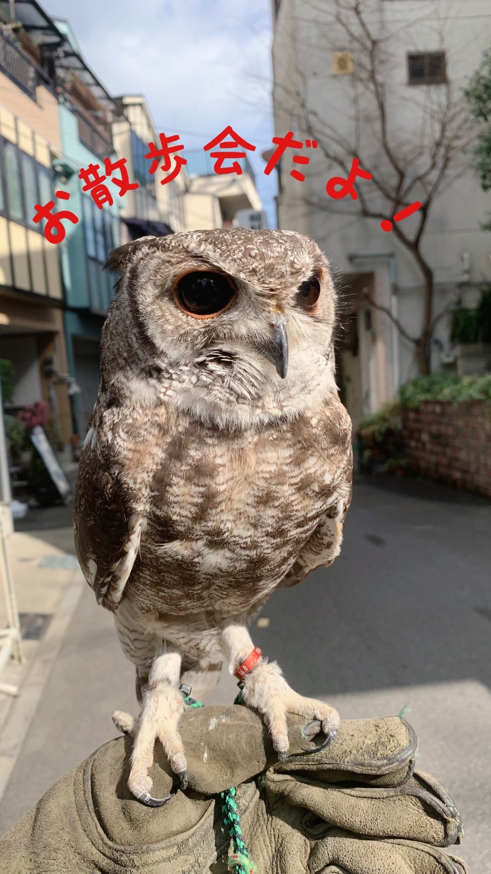 【満席】10月24日(土) お散歩会
