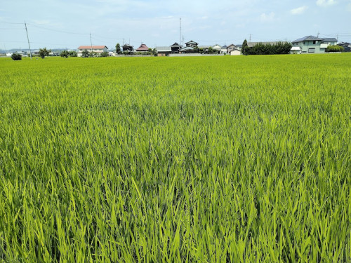 契約農家の田んぼ
