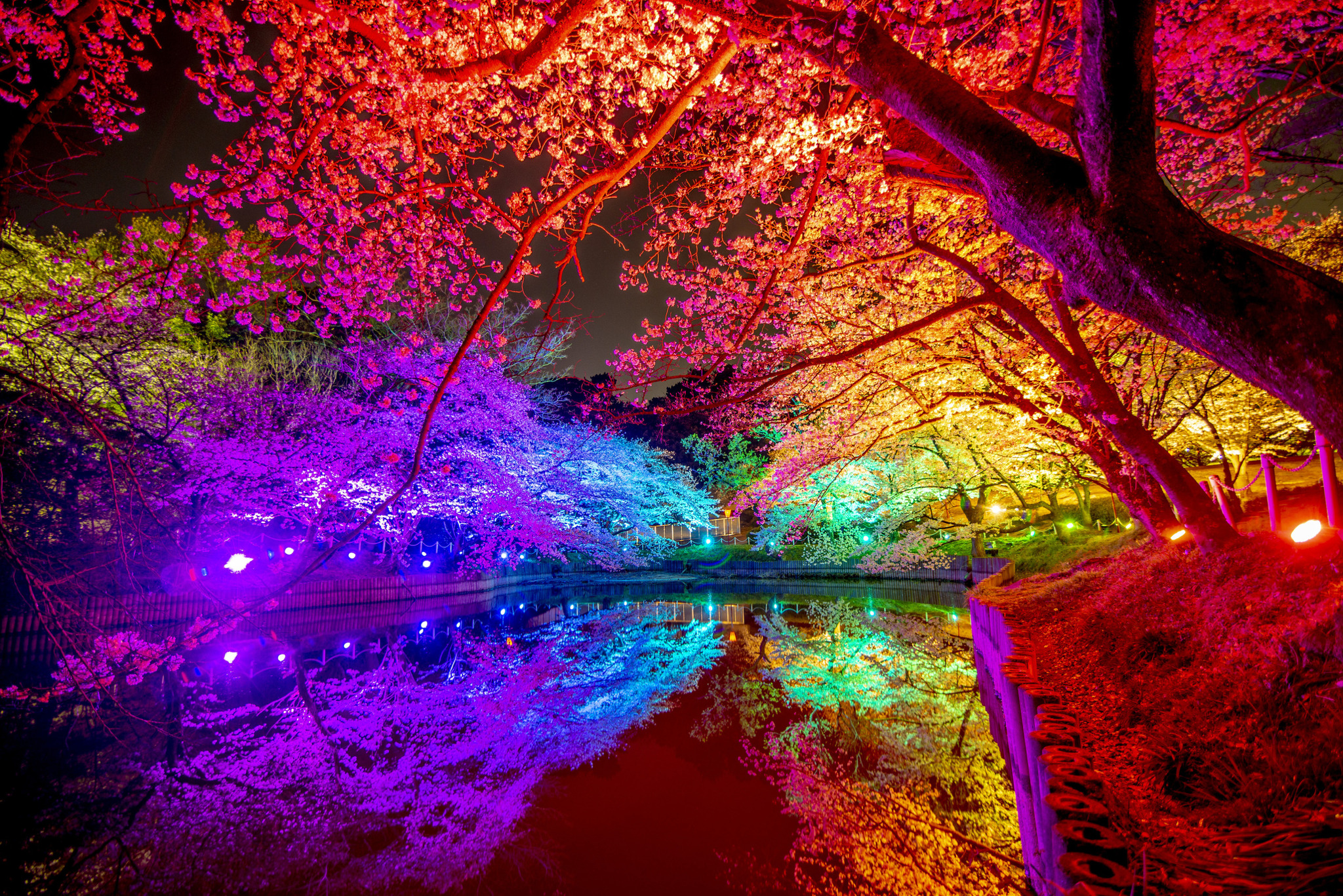 大池公園夜桜ライトアップ