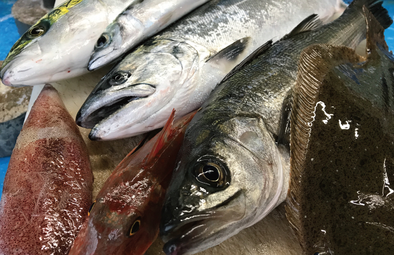 地元定置網の鮮魚