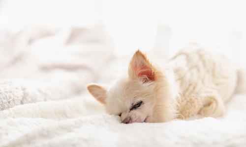 ── 年齢を問わず、すべての子の体を整えるケア ──.jpg