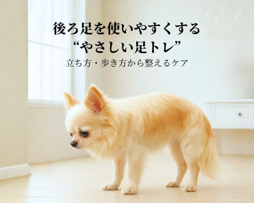 後ろ足を使いやすくする “やさしい足トレ” (1000 x 800 px).jpg