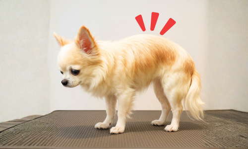 後ろ足を使いやすくする &ldquo;やさしい足トレ&rdquo; (1000 x 800 px) (1500 x 1200 px).png