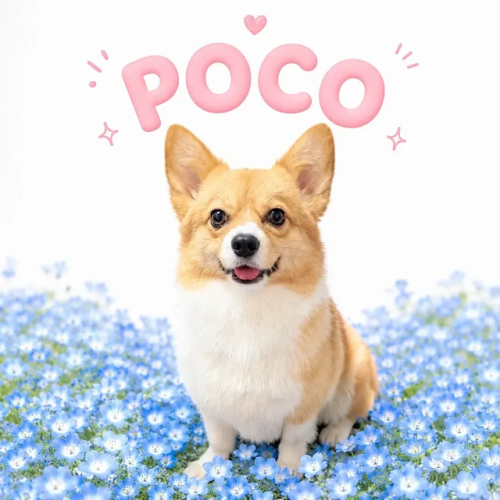 ぽこちゃん🐶🌸