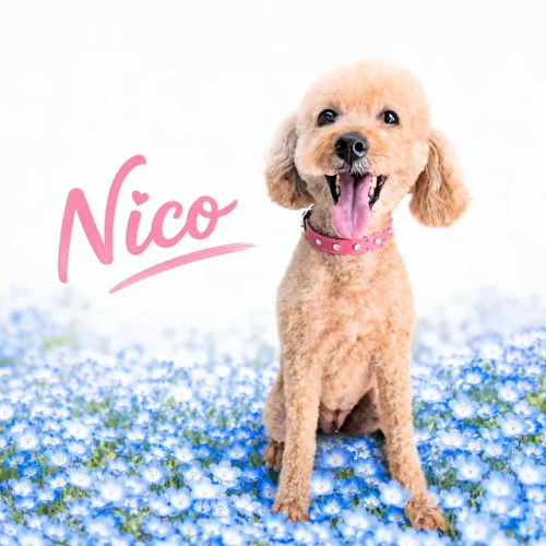 ニコちゃん🐶🩵