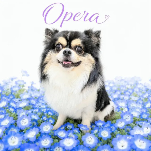 オペラ君🐶