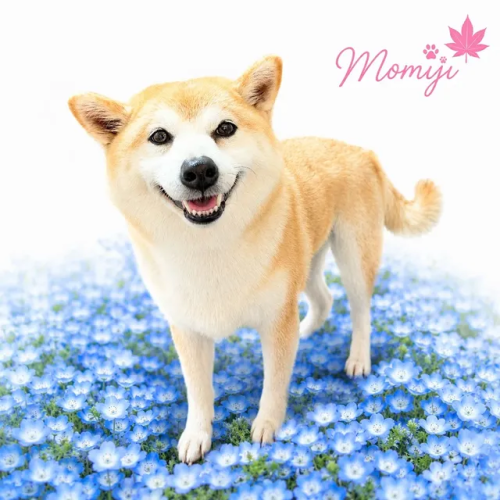 モミジちゃん🐕🌼