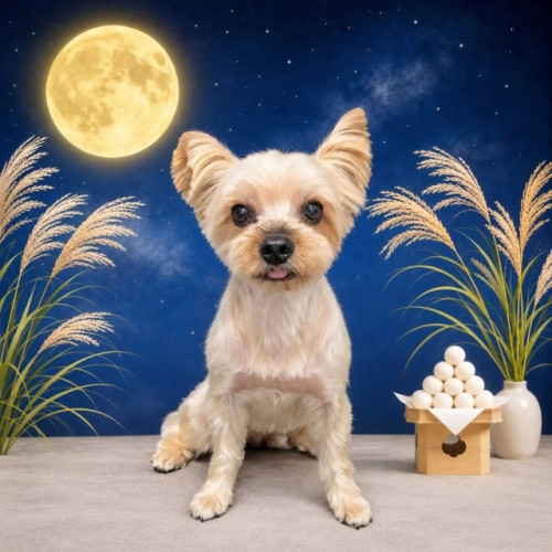ティノくん🌕🍡✨