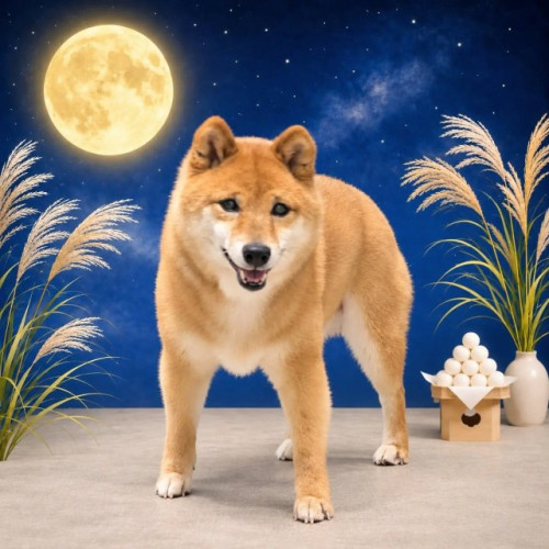 柴犬のリリーちゃん🐕🌿