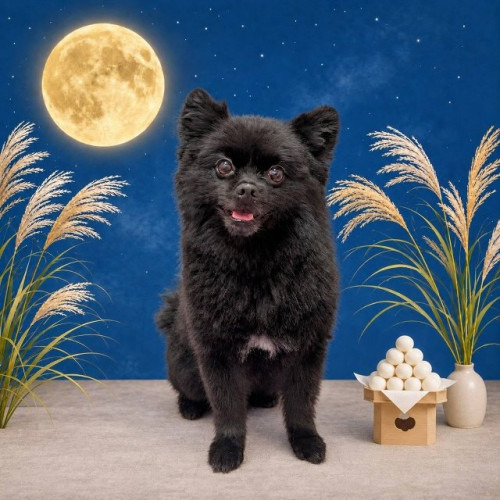 リクちゃん🐶🖤✨