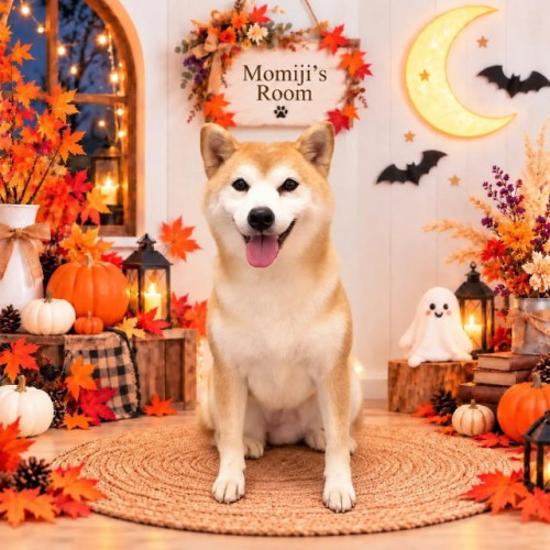 🍁🐕もみじちゃん🐕🍁