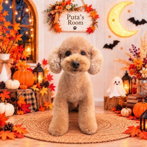 🎃🐶ぷーたくん🐶🎃