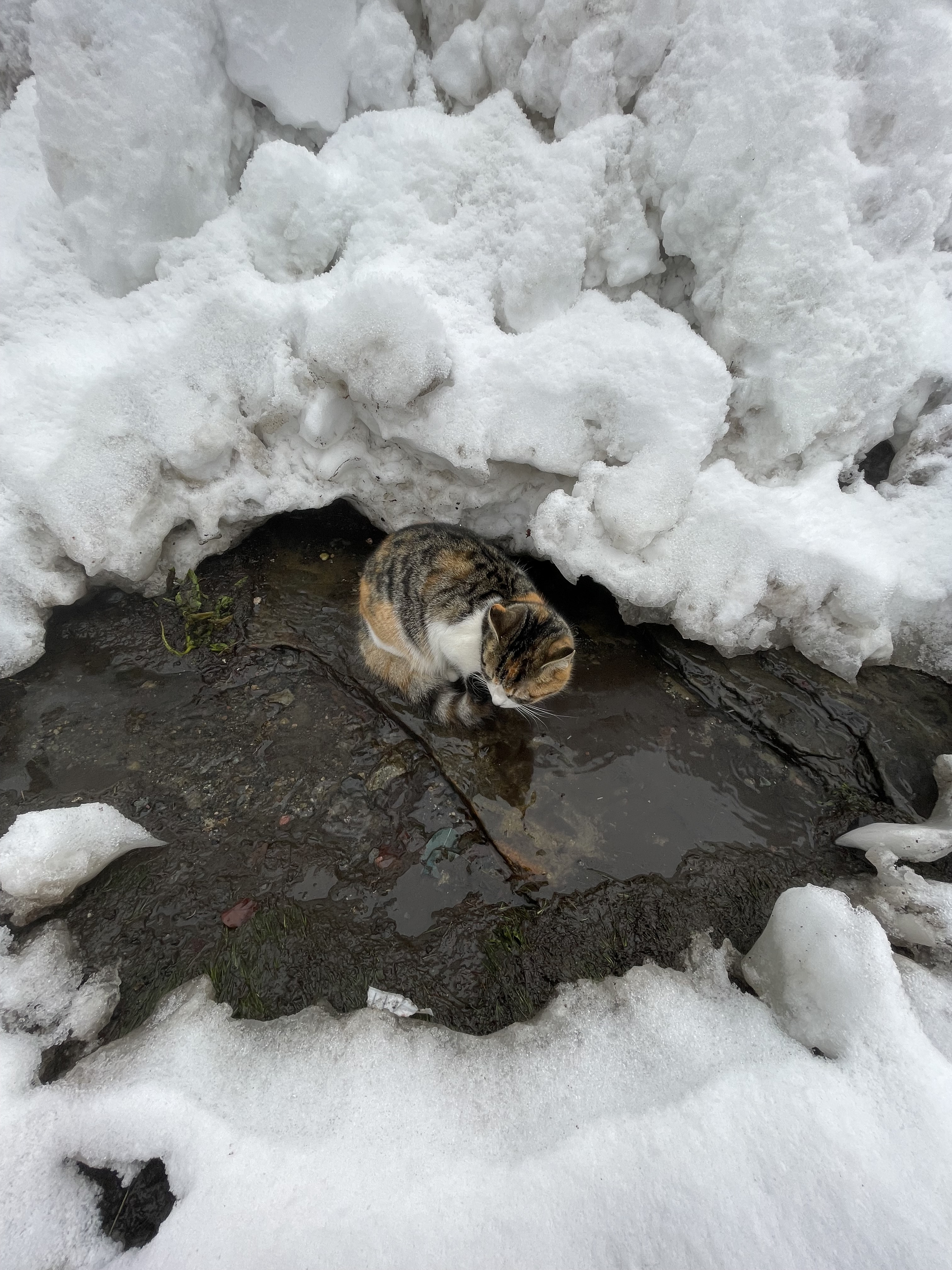 2月と3月のスケジュールを更新しました