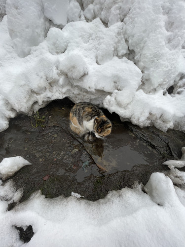 2月と3月のスケジュールを更新しました