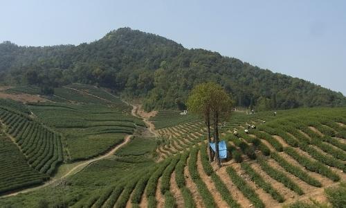 杭州の山奥へ、極上の龍井茶を求めて