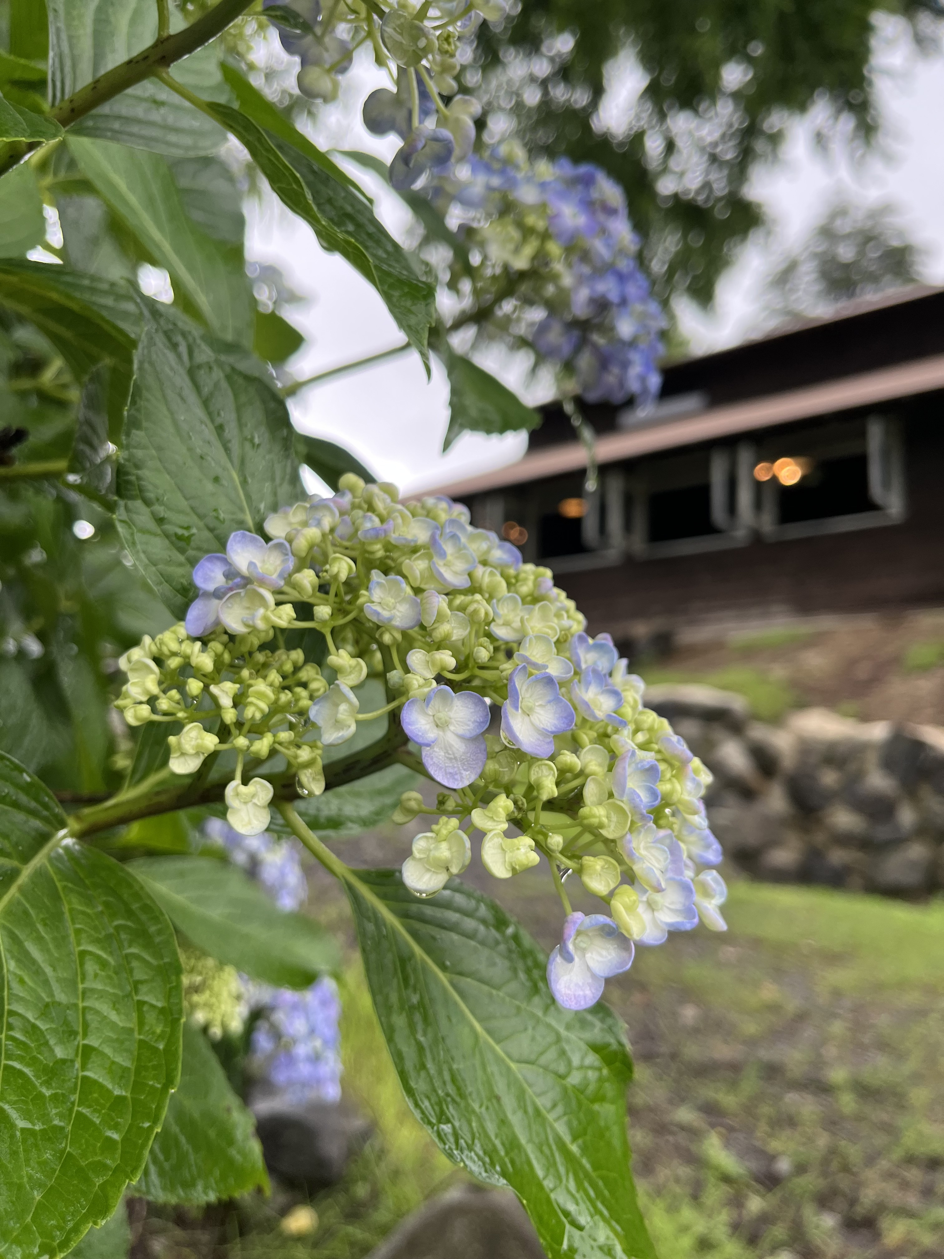 梅雨の楽しみ。