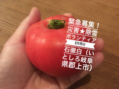 【緊急募集★拡散希望！だって、トマト食べたいもん！】2025年2月15日（土）→23日（日）＆24日（月・祝）追加　除雪ボランティア求む！