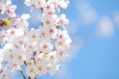 桜と青空.jpg