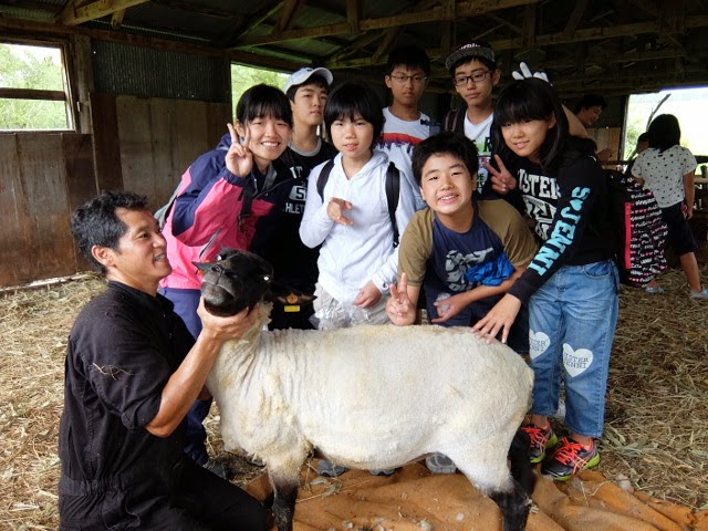 北海道キャンプで羊の毛狩り体験
