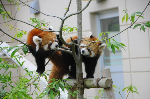 福知山動物園レッサーパンダ.jpg