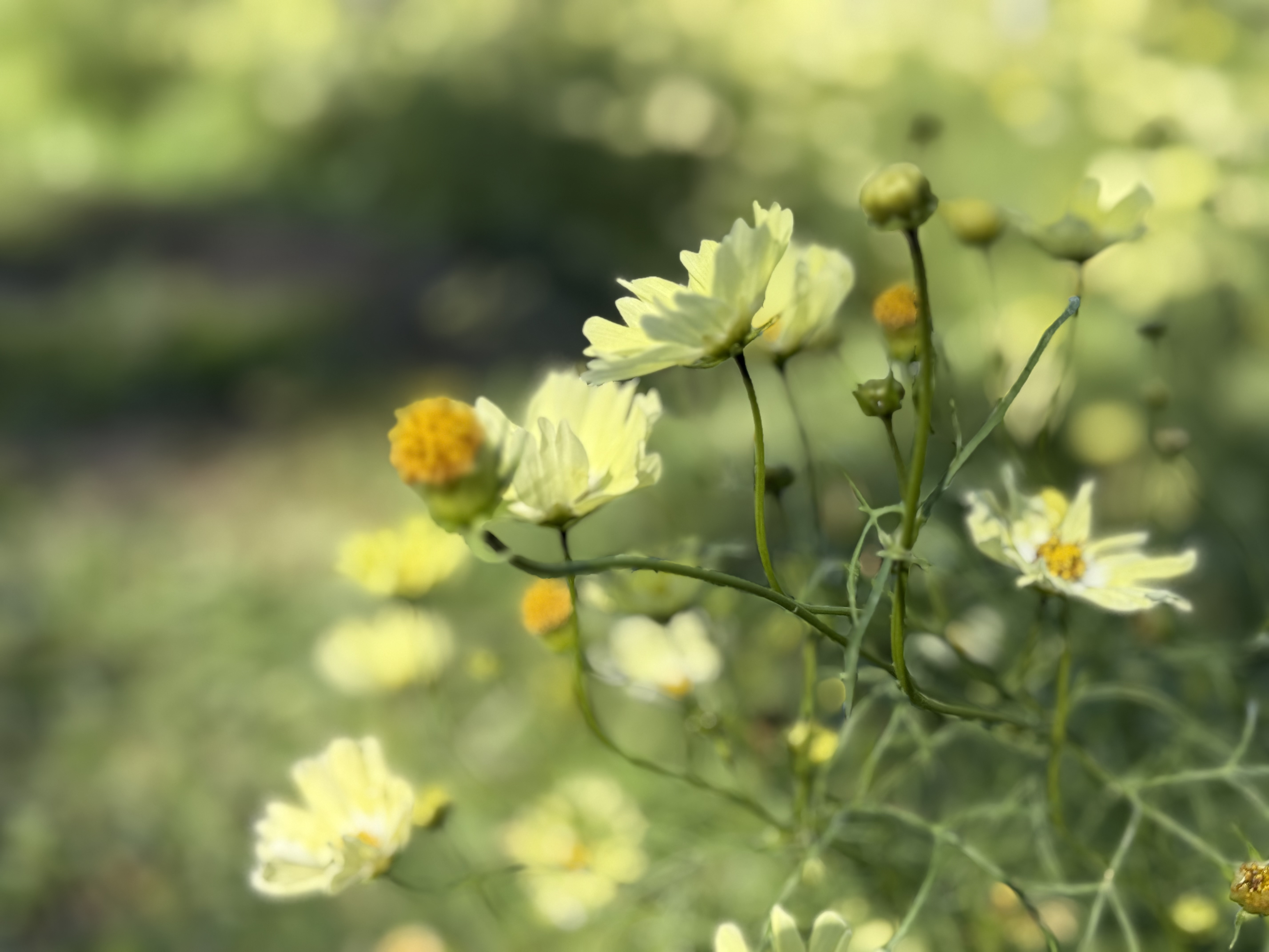 アロマ・インストラクターコース