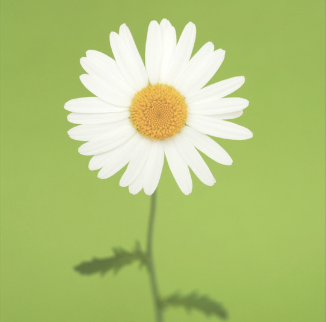 緩和ケアボランティア