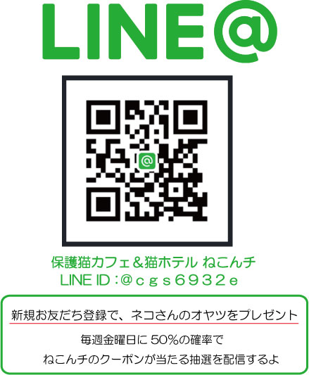 Line の公式アカウントができました 保護猫カフェ 猫ホテル ねこんチ