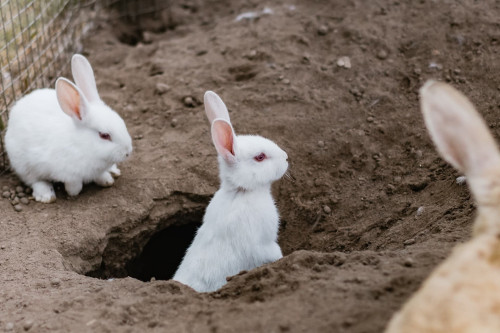 rabbitdig burrows.jpg