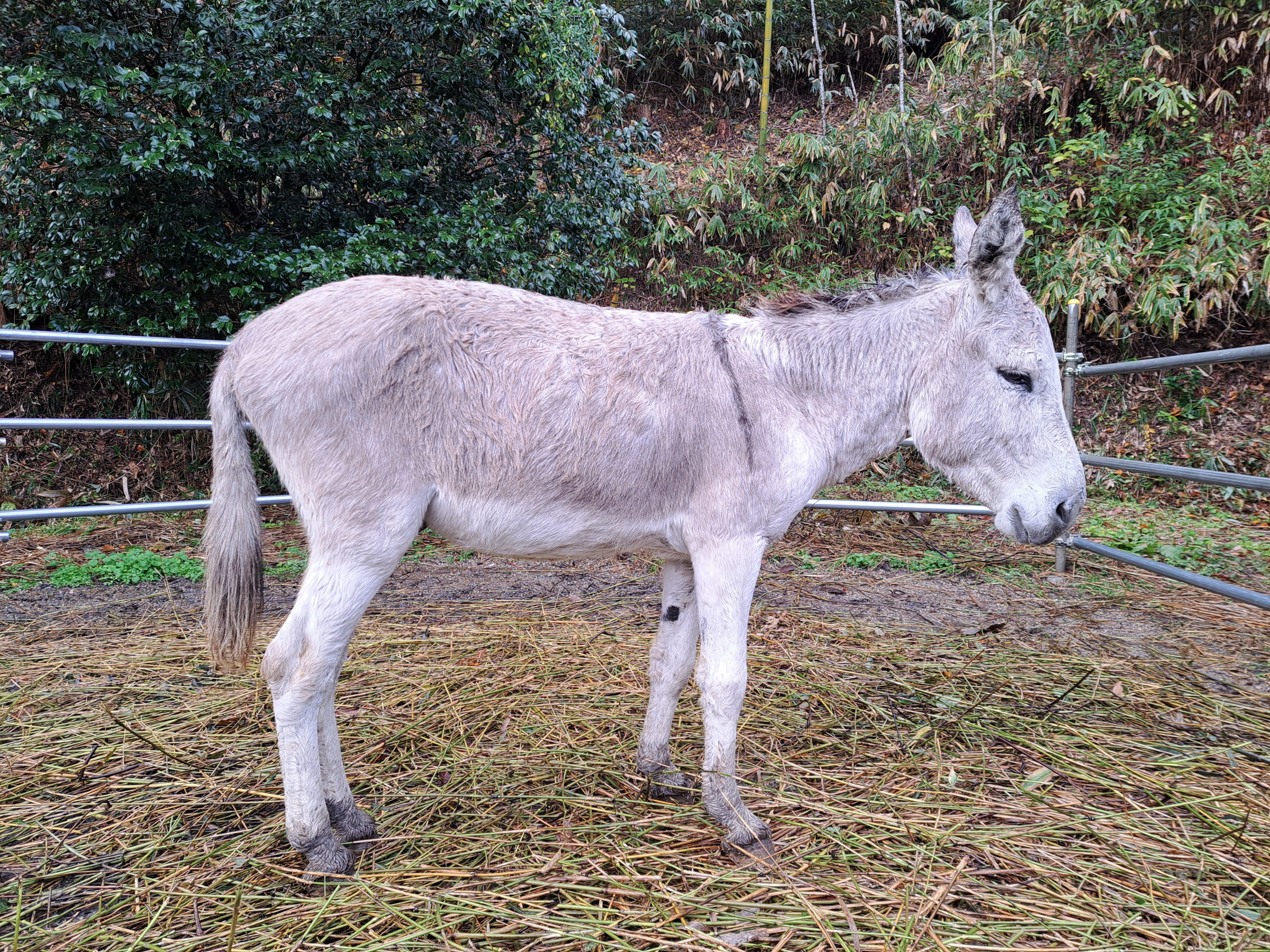 全適堂・看板ロバ　ダンケ