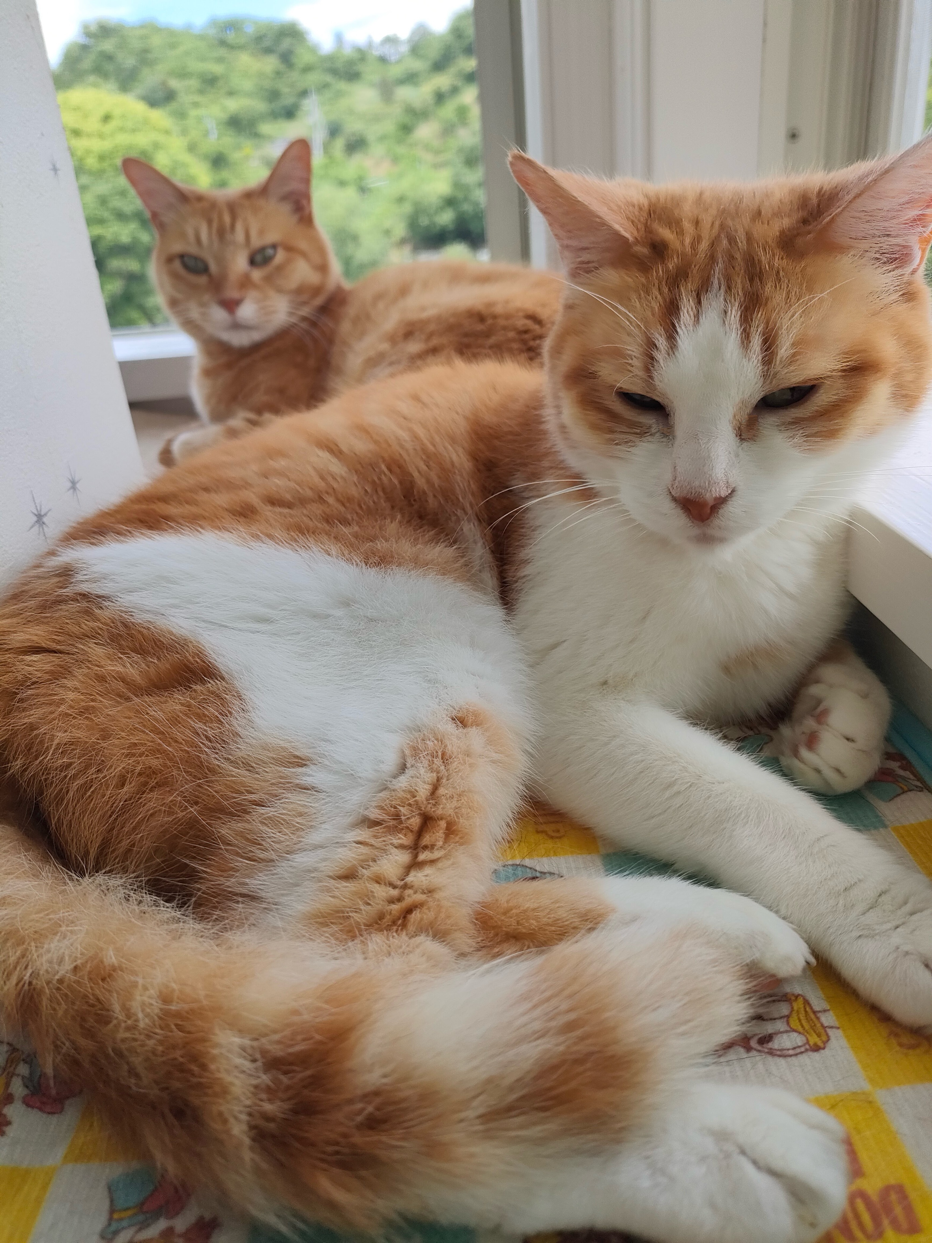 【キャットホテル】8月、9月　予約状況☆